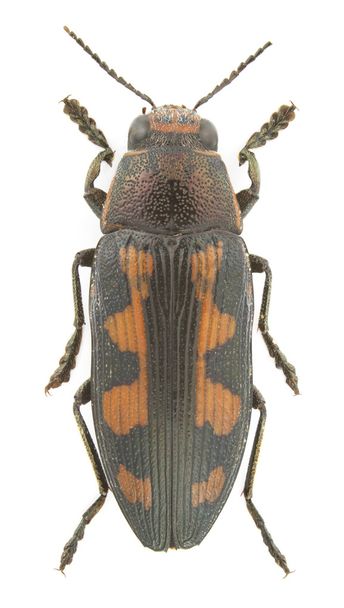 Buprestis novemmaculata - Photo, Image