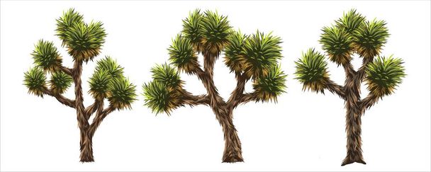 ジョシュアツリーベクトル画像アメリカの砂漠にある木です。. - ベクター画像