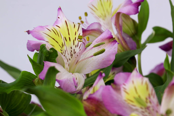 peittää kukkivat vaaleanpunainen Alstroemeria Kukka, Perun lilja tai lilja inkojen - Valokuva, kuva