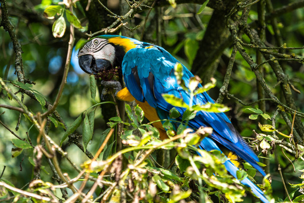 El guacamayo azul y amarillo, Ara ararauna también conocido como el guacamayo azul y dorado, es un gran loro sudamericano con partes superiores en su mayoría azules y partes inferiores de color naranja claro. - Foto, Imagen