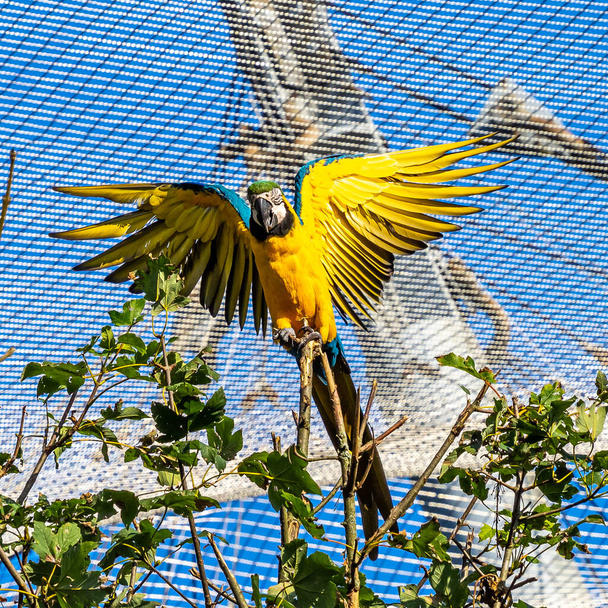 De blauwgele ara ("Ara ararauna") is een grote Zuid-Amerikaanse papegaai uit de familie van de papegaaien (Papegaaien). - Foto, afbeelding