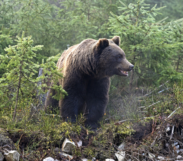 Ruskea karhu
 - Valokuva, kuva