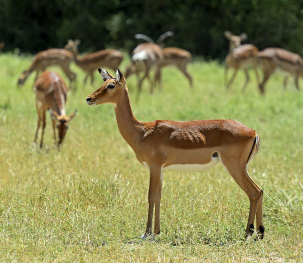 Impala gazelle - Photo, Image