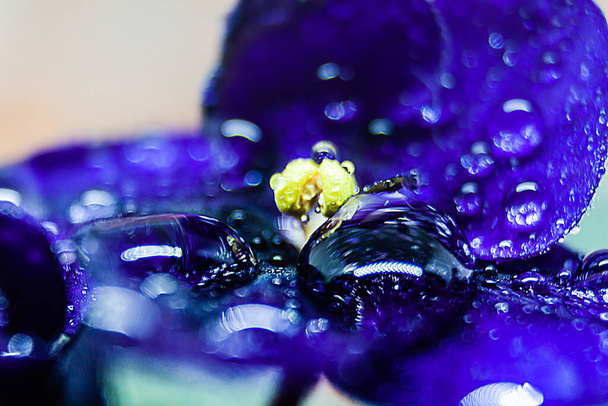 Violet flowers in the rain on an indefinitely blurred background - Photo, Image