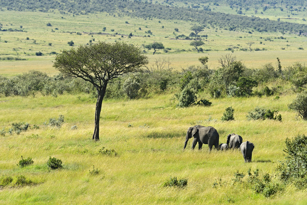 afričtí sloni - Fotografie, Obrázek