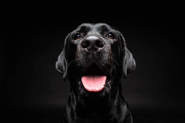Retrato de um cão Labrador Retriever em um fundo preto isolado. A foto foi tirada em um estúdio de fotos. - Foto, Imagem