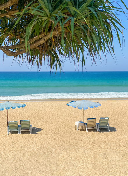 Vue sur la plage avec lits de plage et palmier Sabal - Photo, image