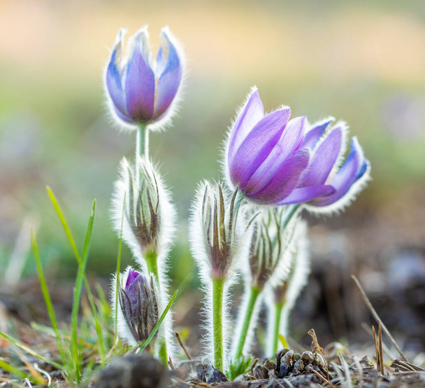 blooming and faded blossom of purple little furry pasque-flower. (Pulsatilla grandis) Blooming in spring. Czech Republic - Photo, image