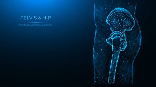 Polygonal vector illustration of the human pelvis and hip joint side view. Human thigh made of dots and lines isolated on dark blue background. - Vector, Image