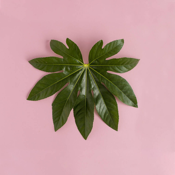 ピンクの背景にハートの形をした緑の葉。愛の概念。最小限の平らな自然 - 写真・画像