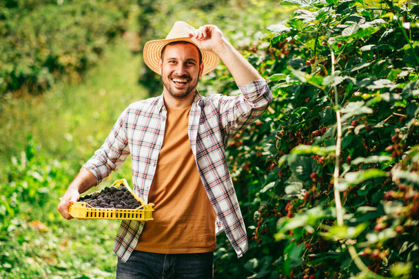 красивый фермер в соломенной шляпе собирает ежевику на ферме - Фото, изображение