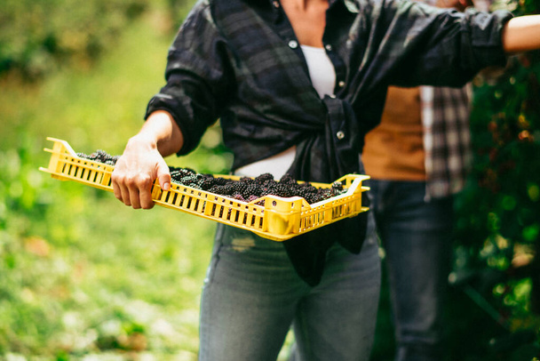 Young woman harvesting blackberries on plantation - Foto, Bild