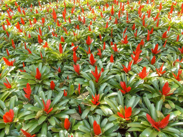 red aechmea fasciata plant in nature garden - Photo, Image