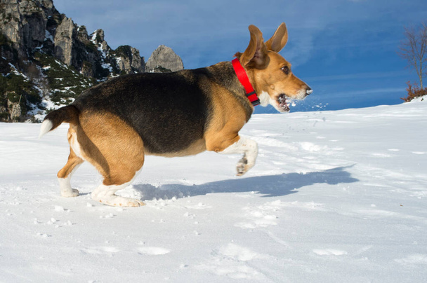 boldog Beagle kutya piros gallérral, játszik és ugrál a hó a hegyen - Fotó, kép