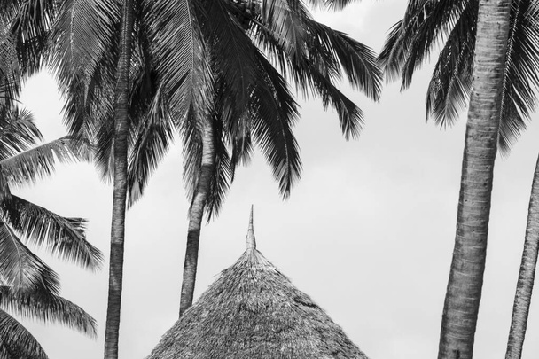 Tropisch abstrakter Hintergrund, atmosphärische Stimmung exotischer Ferien in Schwarz-Weiß. Strohdächer in Großaufnahme unter Palmen. Detail der Hütte im Paradies Resort. - Foto, Bild