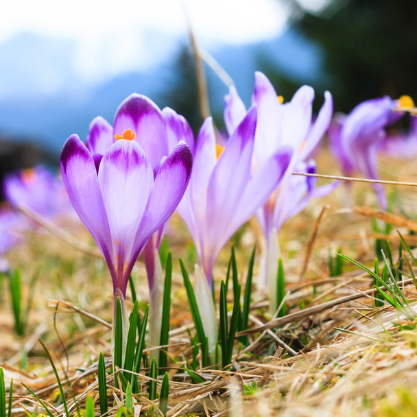 violet krokussen, voorjaar bloem bloeien - Foto, afbeelding