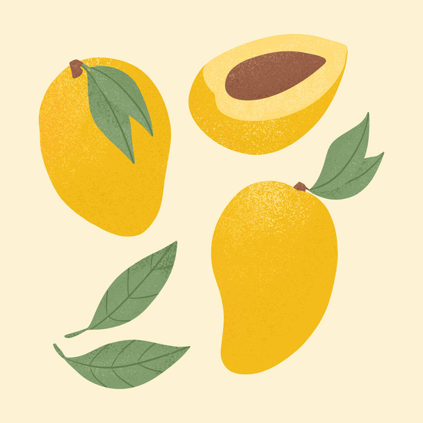 Mango maduro, mango entero y medio cortado. Mango dulce frutas vector ilustración dibujada a mano sobre fondo amarillo. . - Vector, imagen