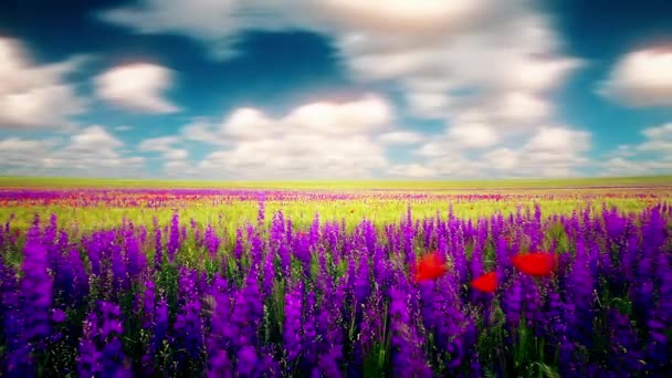 πεδίο των λουλουδιών και ο συννεφιασμένος ουρανός - Πλάνα, βίντεο