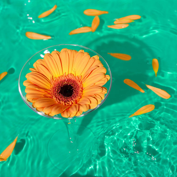 Cocktail lasi kuppi oranssi päivänkakkara kukka seisoo uima-altaassa vedellä. Kukan terälehdet kelluvat. Kesä ja loma käsite. - Valokuva, kuva