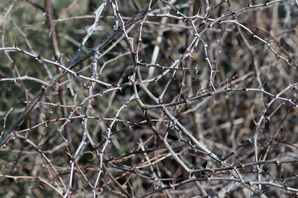 Field branches with spikes and thorns - Foto, Imagen