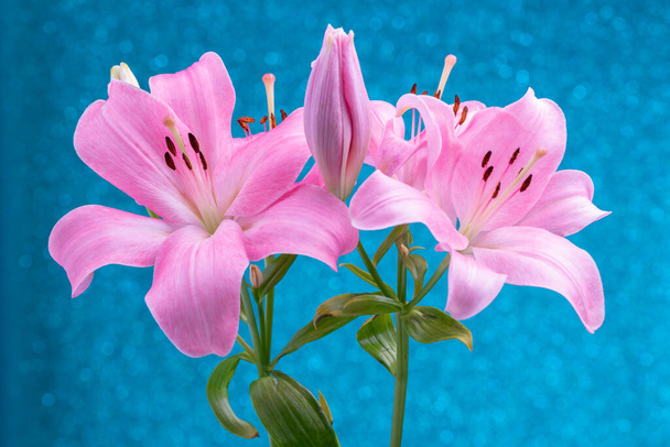 Beautiful flowers of lillies on colored background background. - Photo, Image