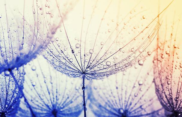 抽象タンポポの花の背景。シード・マクロ閉鎖。焦点を合わせて。春の自然 - 写真・画像