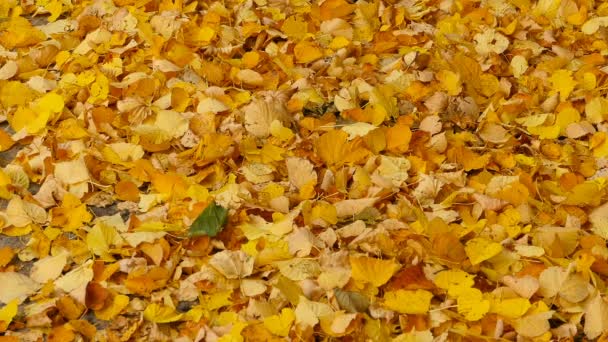 hojas amarillas que caen fondo otoño, lapso de tiempo - Imágenes, Vídeo