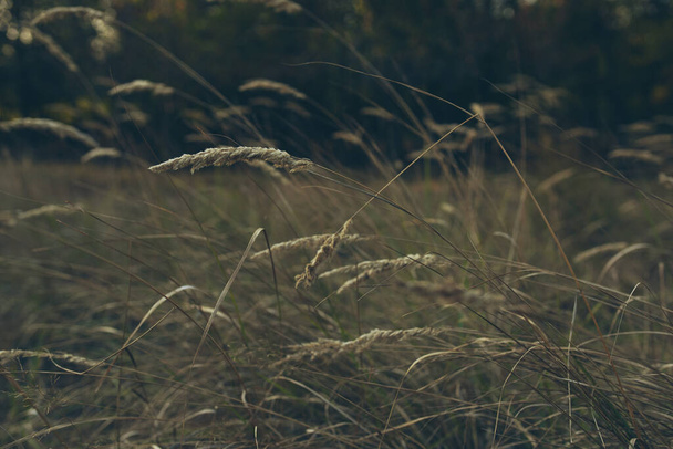 жінка в сонячному одязі на полі з пшеничним сільським способом життя
 - Фото, зображення