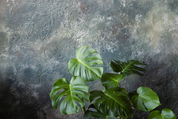 Tropical leaves on a grey background. Monstera leaves on a grey background suitable for advertising layouts, banners, postcards. - Photo, Image