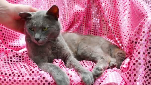 Russian Blue cat - Footage, Video