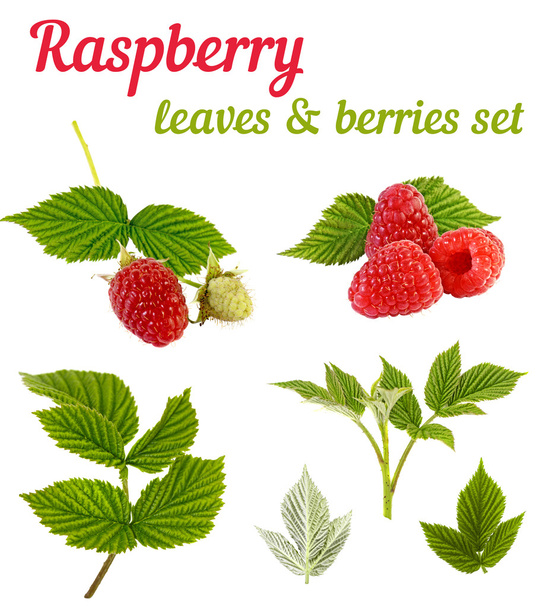 Raspberry plant - verlaat en bessen set - Foto, afbeelding