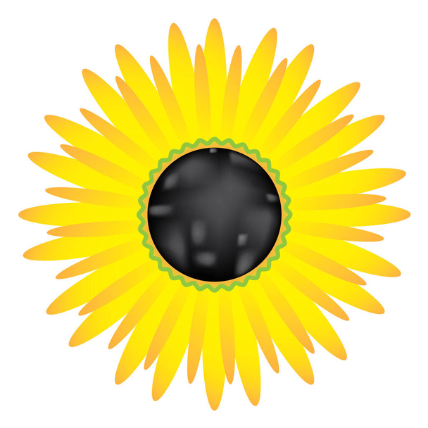 Duży kwiat żółtego słonecznika z czarnym centrum. Obiekt kwiat jest biały izolowane w formacie wektora i jpg. - Wektor, obraz