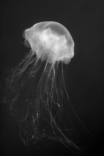 Медузы (Chrysaora fuscescens или тихоокеанская морская крапива) - Фото, изображение