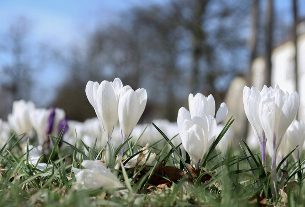 spring flowers in the park - Fotografie, Obrázek