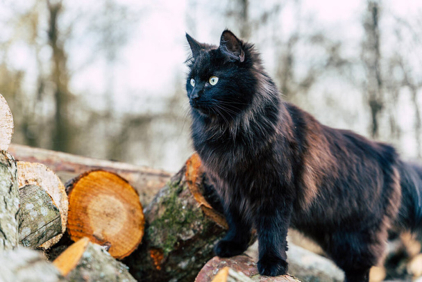 Black Home Cat Klettern auf Holzstapel, Nahaufnahme Profilansicht - Foto, Bild