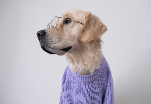 Duży pies w okularach i fioletowy sweter siedzi na białym tle. Zabawny golden retriever w ubraniu. Skupienie selektywne. - Zdjęcie, obraz
