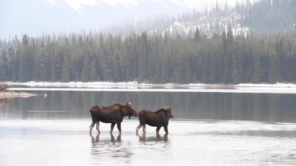 Moose in the Canadian Rockies - Footage, Video