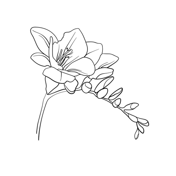 Black and white freesia on a white background. Freesia in lineart style. Freesia minimal. Spring flower for wedding invitation. Freesia line flower      - ベクター画像