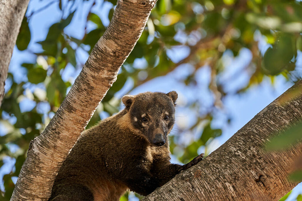 Коати, Насус Насус, взбираясь на дерево в южном Пантанале Бразилии, Коати выглядит как маленький медвежонок или почти как енот - Фото, изображение