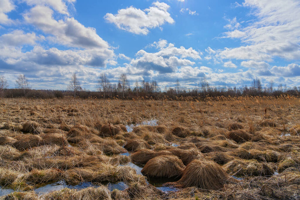 Uma paisagem de floresta de primavera com presas de grama alta que apenas descongelou após o inverno, água entre eles, árvores à distância e um céu azul com nuvens brancas. Primavera dia ensolarado  - Foto, Imagem