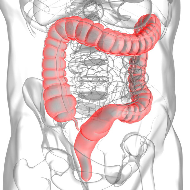 Anatomia del sistema digestivo umano dell'illustrazione di grande intestino 3D per concetto medico - Foto, immagini
