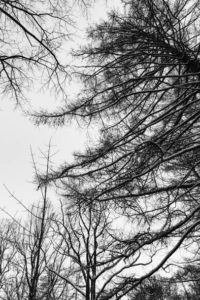 Des troncs d'arbres noirs et blancs avec de belles silhouettes de branches entrelacées recouvertes de neige sous le ciel clair et couvert, dans la forêt hivernale froide de la nuit, vue sur le fond. - Photo, image