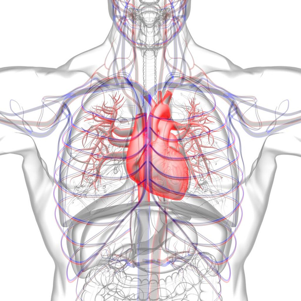 Human Heart Anatomy For Medical Concept 3D Illustration - Photo, Image