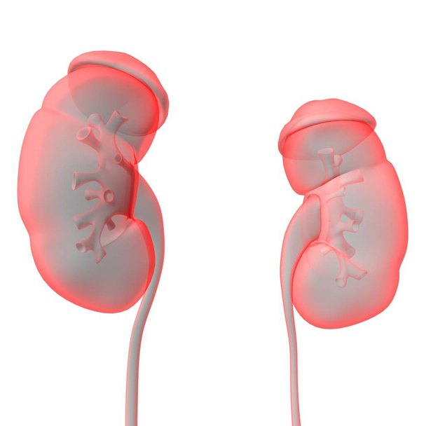 Ludzki układ moczowy Nerki z anatomią pęcherza moczowego do koncepcji medycznej - Zdjęcie, obraz