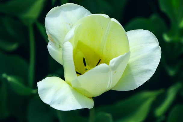  Eine weiße Tulpe in Nahaufnahme auf einem grün verschwommenen Hintergrund in der Mitte, Draufsicht, Hintergründe, Textur, Makrofotografie - Foto, Bild