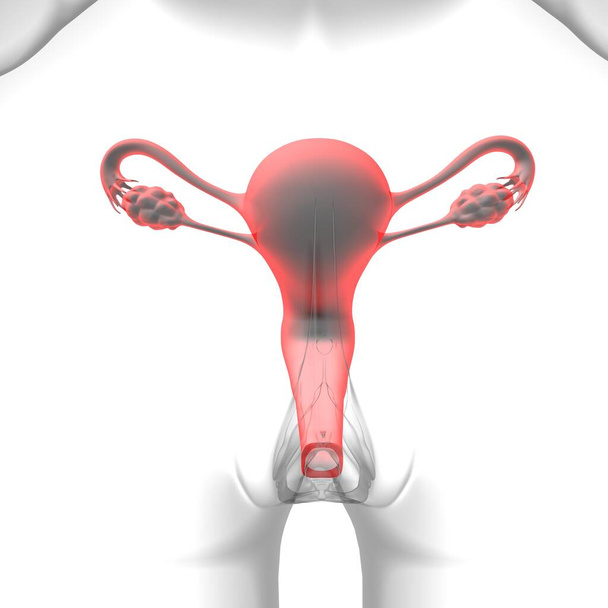 医学的概念のための女性生殖システム解剖学3Dイラスト - 写真・画像