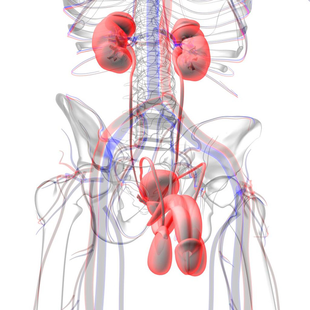 Männliche Fortpflanzungssystem Anatomie für medizinisches Konzept 3D Illustration - Foto, Bild