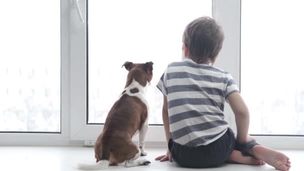 Preschool cute caucasian boy with chihuahua dog sitting, talking on window - Footage, Video
