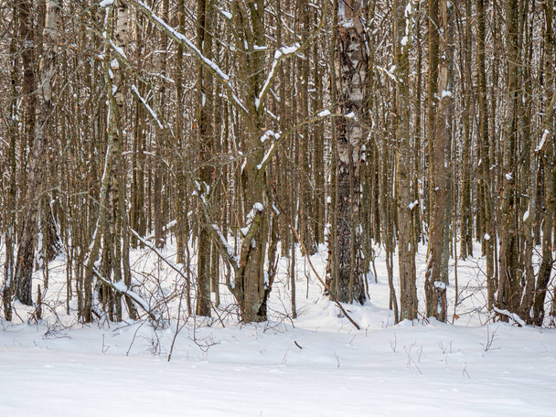 Trees in the Bialowieza Primeval Forest in winter - Foto, Imagem