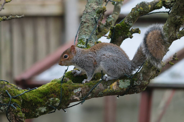 Close-up van mooie eekhoorn klimmen espalier peer boom om noten te stelen van groene en mesh vogel feeder pinda houder, het schepsel met bruin grijs bont bossige staart en alert ogen met tuin hek achtergrond in de winter koud - Foto, afbeelding